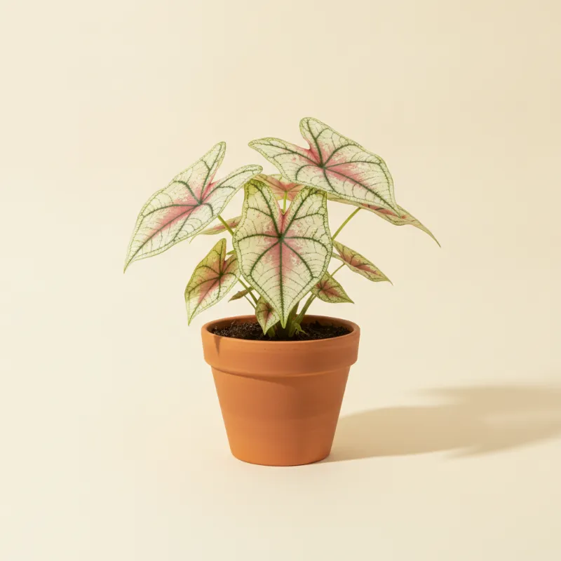 Caladium — Caladium 'Strawberry Star' (illustratie)