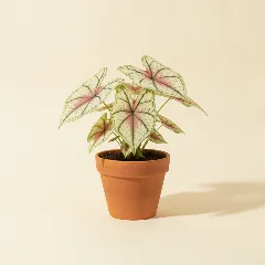 Caladium