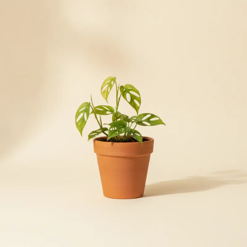 Rhaphidophora korthalsii (illustratie)
