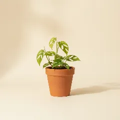 Rhaphidophora korthalsii