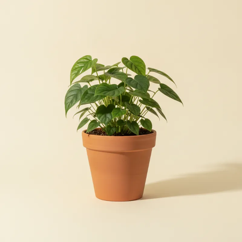 Rhaphidophora tetrasperma (illustratie)