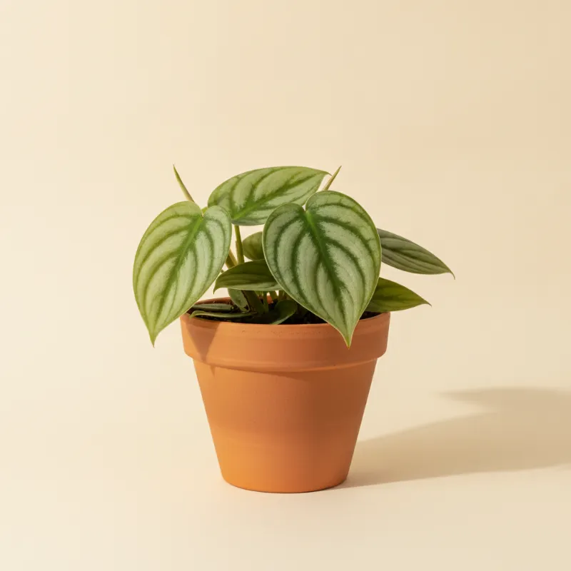 Scindapsus — Scindapsus lucens (illustratie)