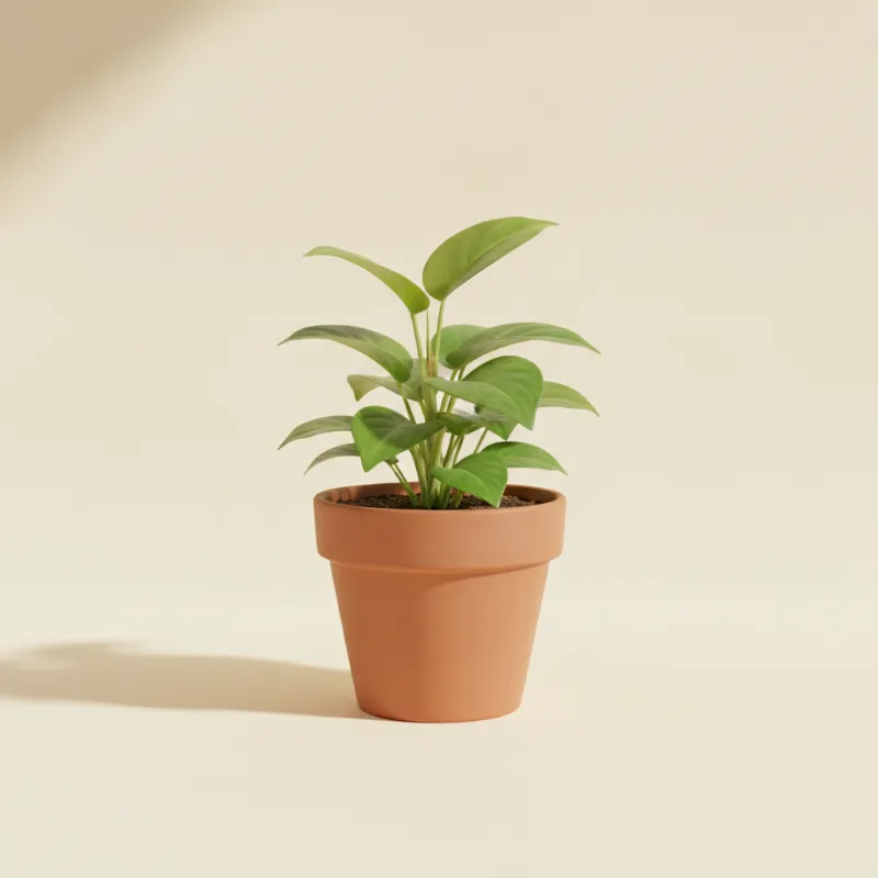 Scindapsus — Scindapsus officinalis (illustratie)