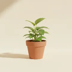 Scindapsus