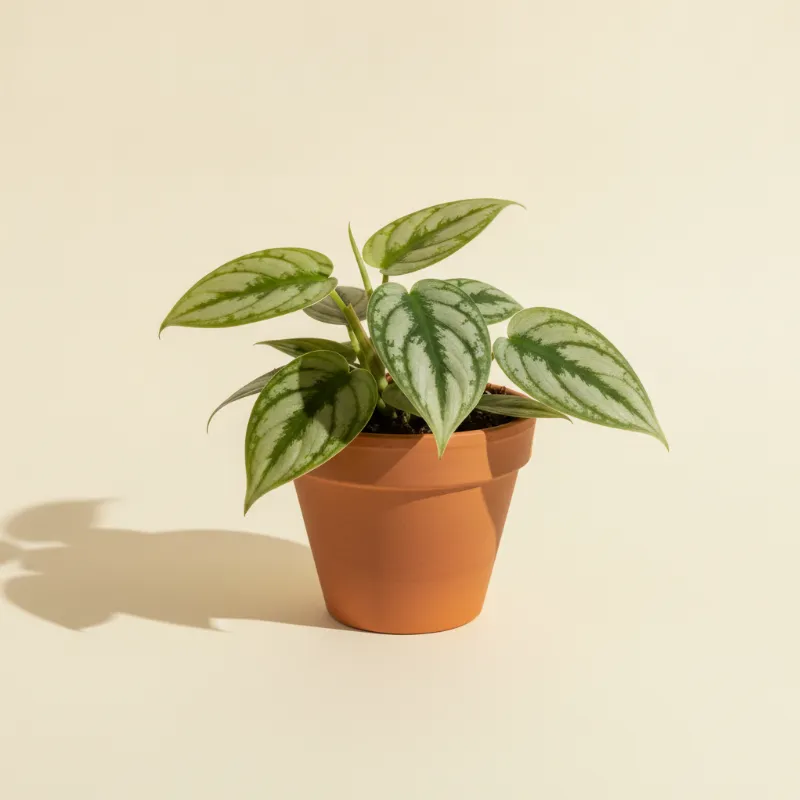 Scindapsus — Scindapsus pictus 'Exotica' (illustratie)