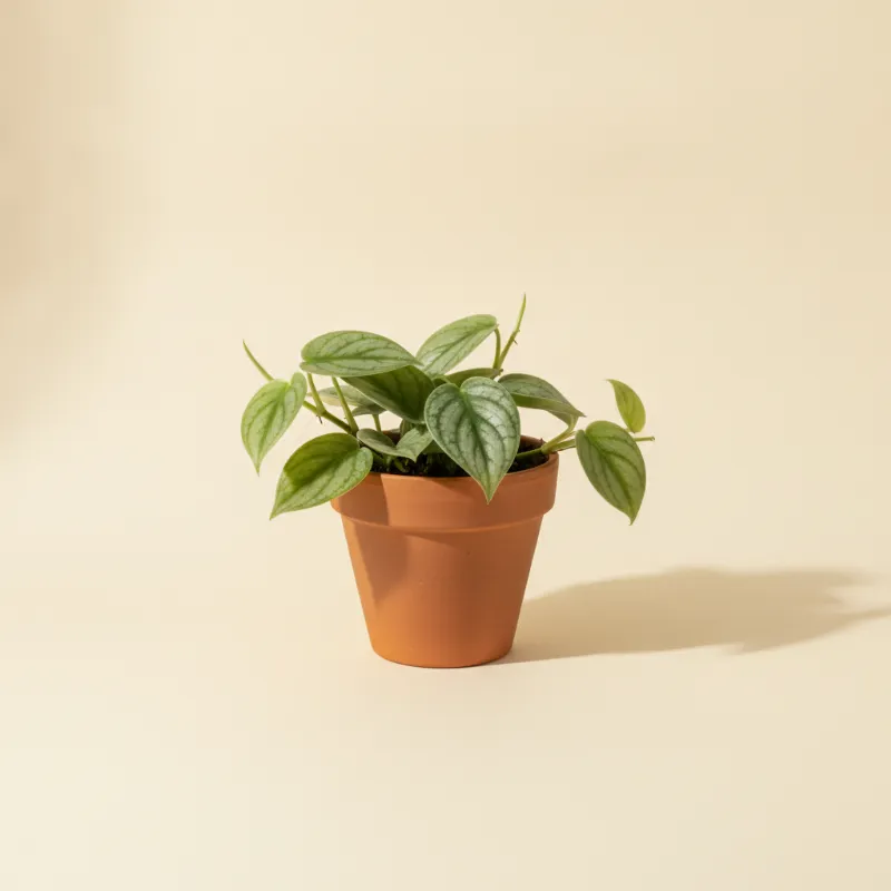Scindapsus — Scindapsus pictus 'Jade Satin' (illustratie)