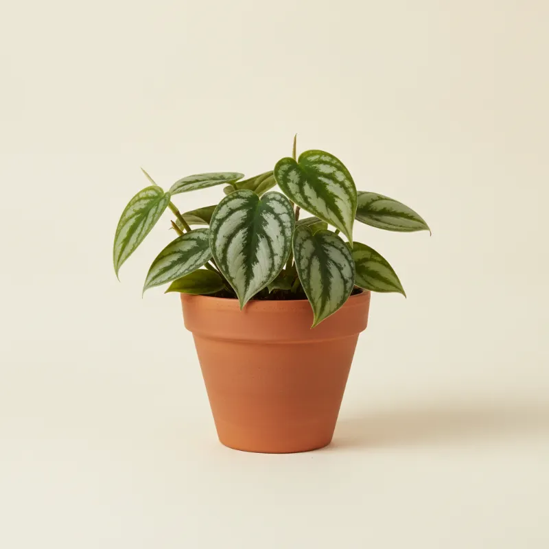 Scindapsus — Scindapsus pictus 'Silver Lady' (illustratie)
