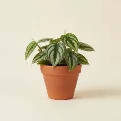 Scindapsus