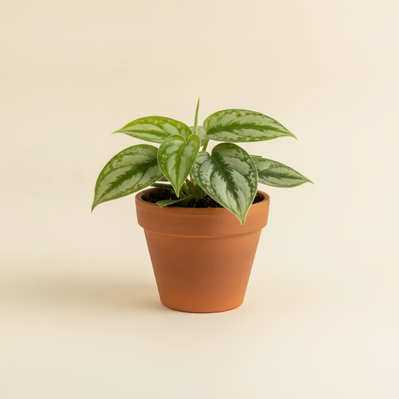 Scindapsus — Scindapsus pictus 'Silver Splash' (illustratie)