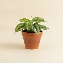 Scindapsus