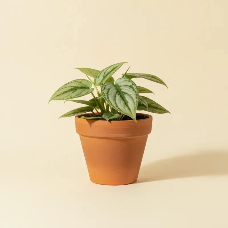 Scindapsus — Scindapsus pictus 'Silver Satin' (illustratie)
