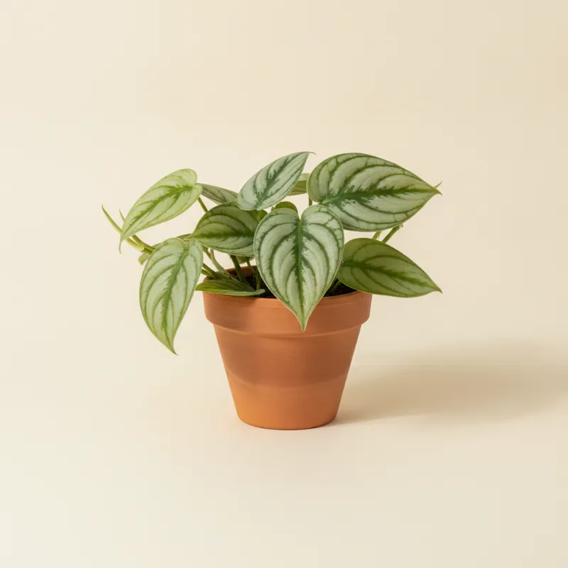 Scindapsus — Scindapsus pictus 'Silver Hero' (illustratie)