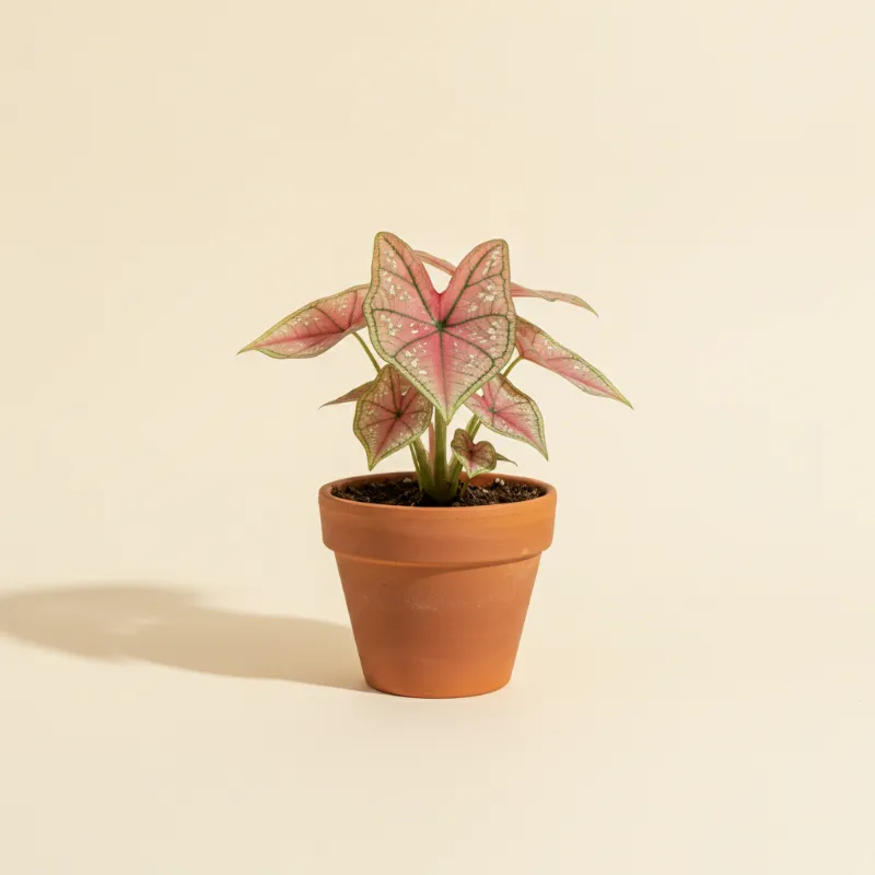Caladium — Caladium 'Carolyn Whorton' (illustratie)