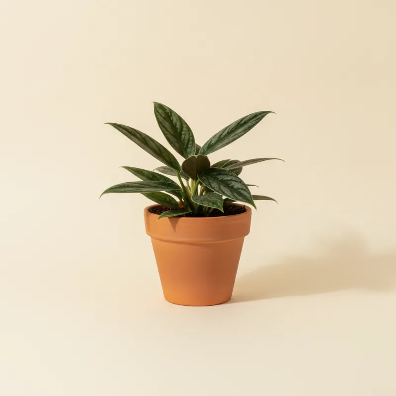 Scindapsus — Scindapsus treubii 'Dark Form' (illustratie)