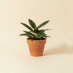 Scindapsus