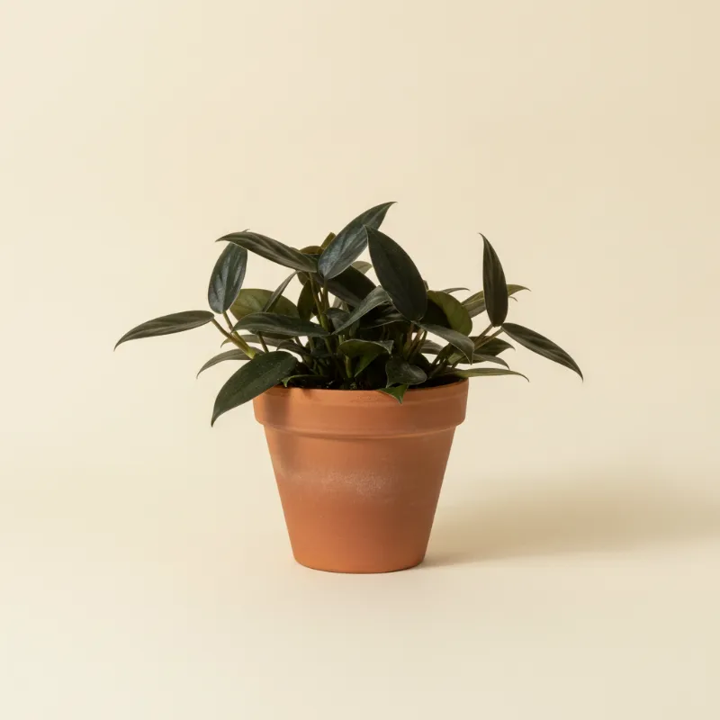 Scindapsus — Scindapsus treubii 'Nearly Black' (illustratie)