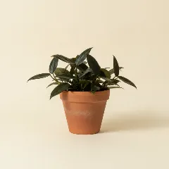 Scindapsus