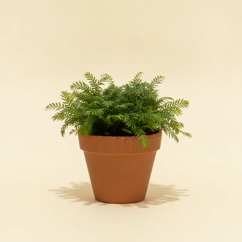 Weidemosvarentje — Selaginella apoda (illustratie)