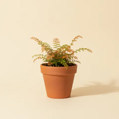 Selaginella erythropus