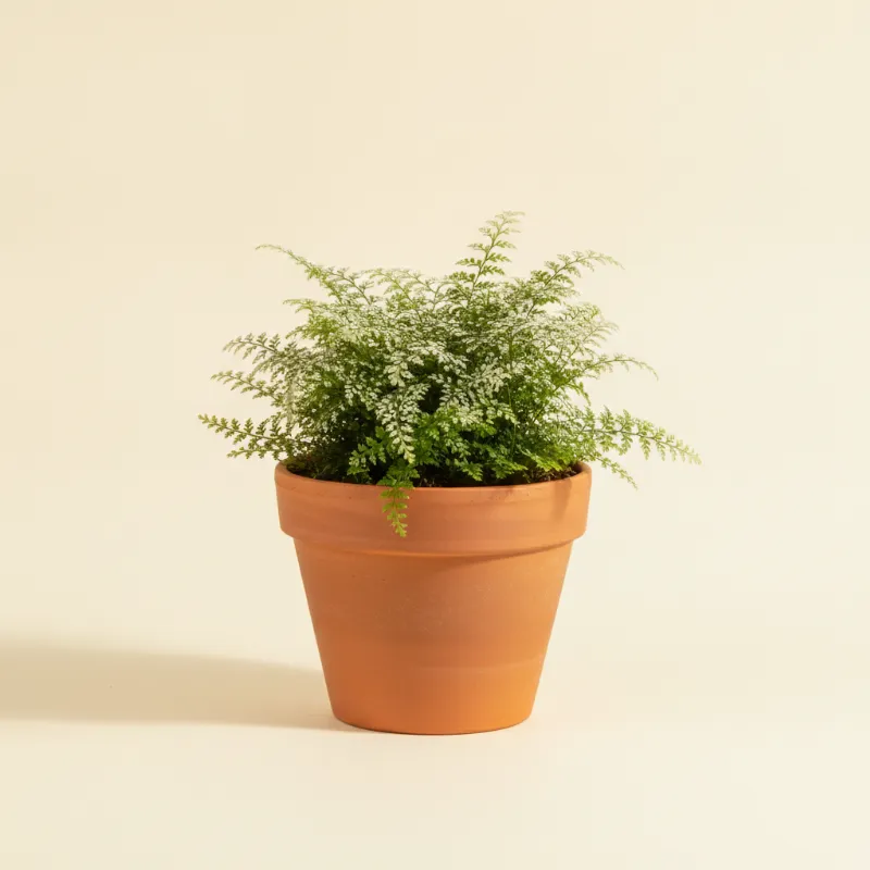 Gazonmosvarentje — Selaginella kraussiana (illustratie)