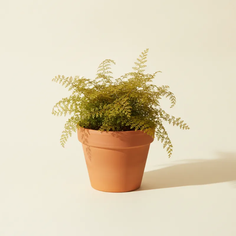 Gazonmosvarentje — Selaginella kraussiana 'Aurea' (illustratie)