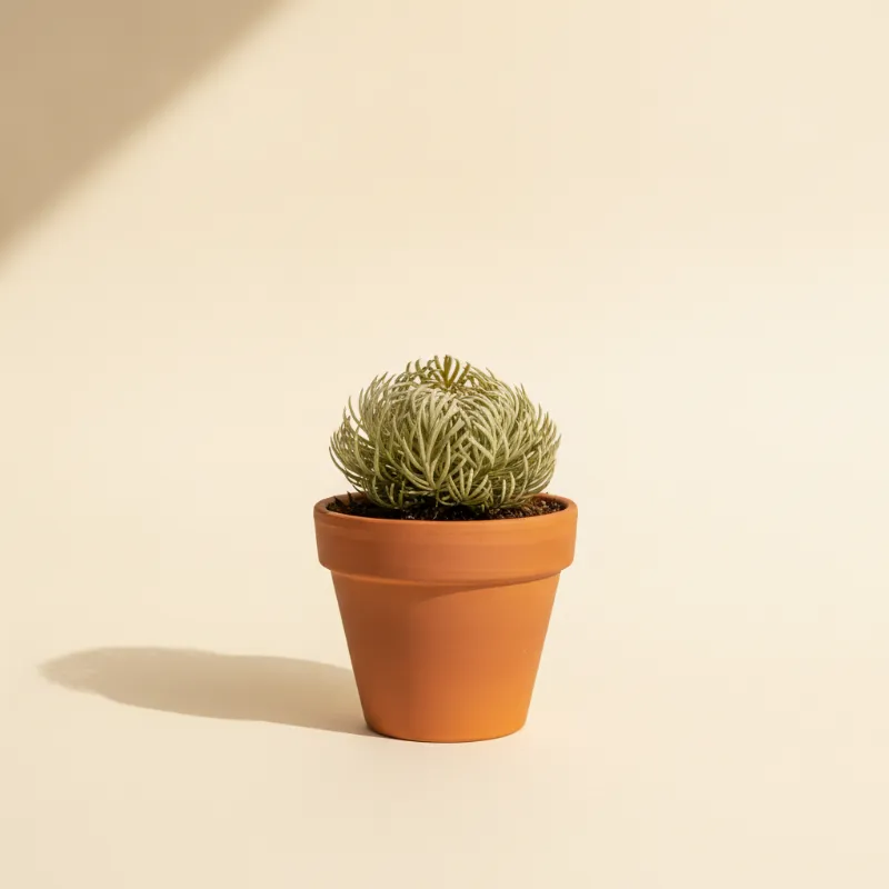 Valse roos van Jericho — Selaginella lepidophylla (illustratie)