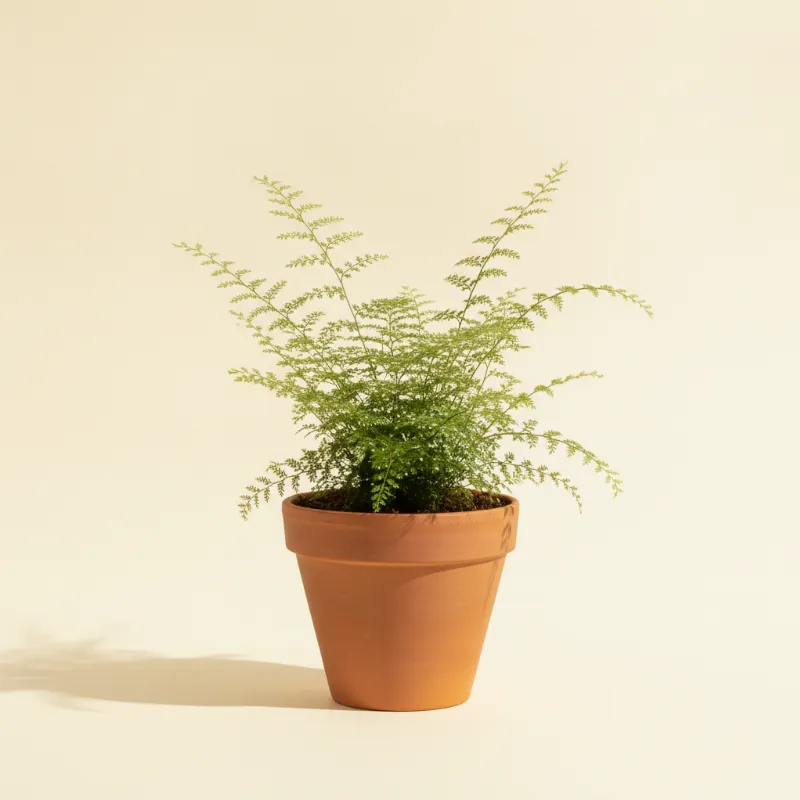 Selaginella martensii (illustratie)