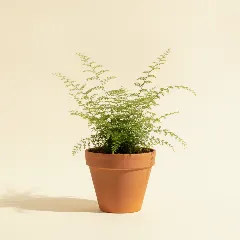 Selaginella martensii