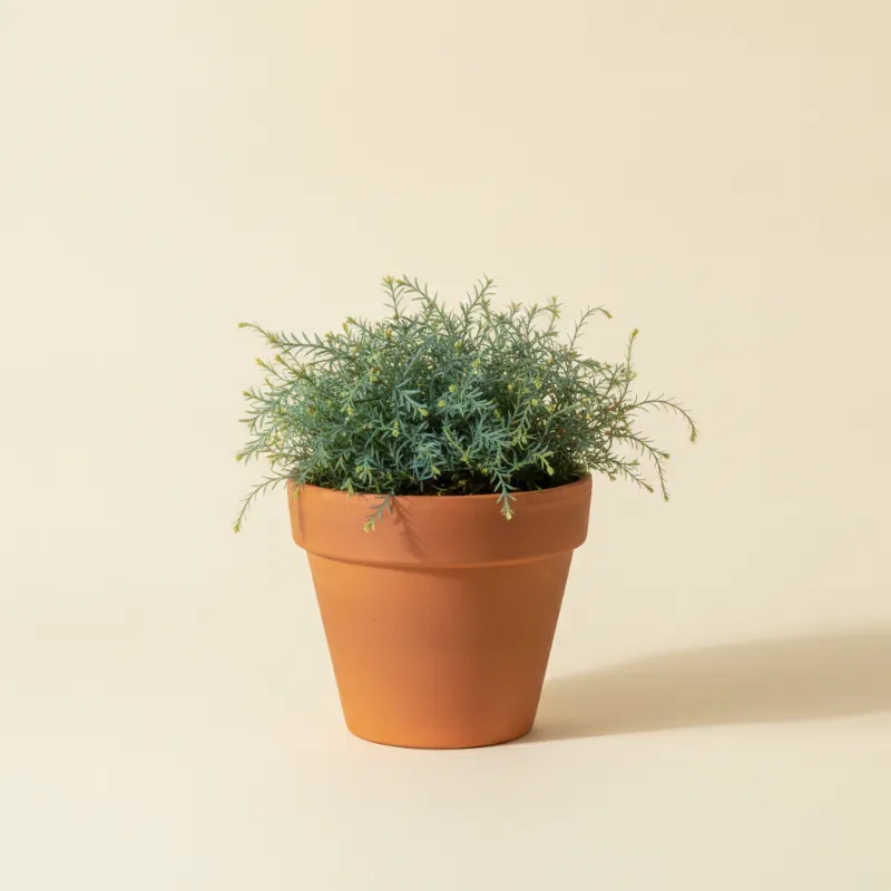 Selaginella uncinata (illustratie)