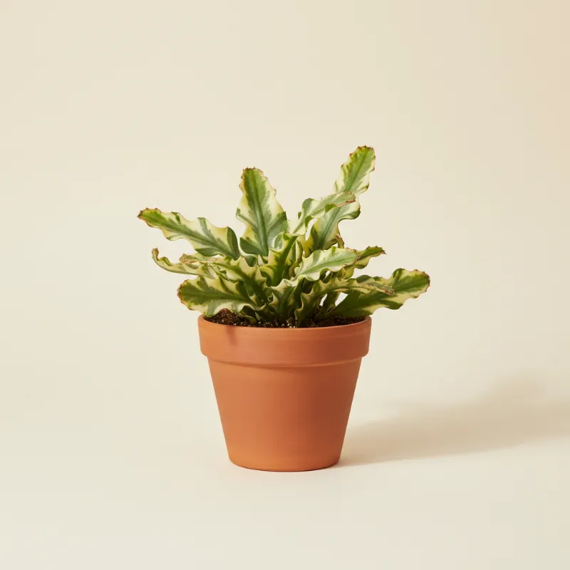 Selenicereus anthonyanus 'Variegata' (illustratie)
