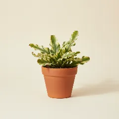 Selenicereus anthonyanus 'Variegata'