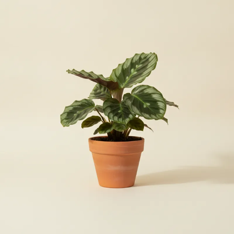 Calathea — Calathea orbifolia (illustratie)