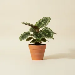 Calathea