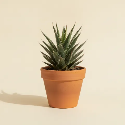 Agave β Agave filifera (illustratie)